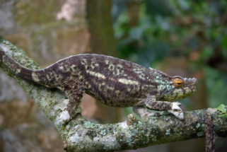 Caméléon