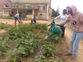 arrosage des legumes